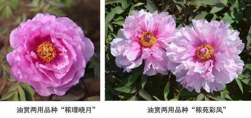 奇缺花色成功培育：我國牡丹育種取得新進(jìn)展