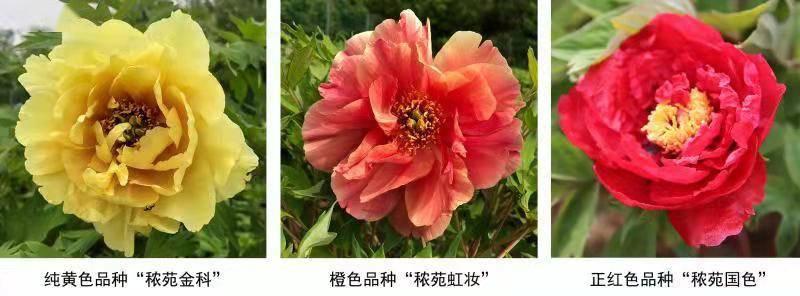 奇缺花色成功培育：我國牡丹育種取得新進(jìn)展