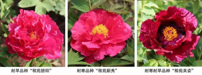 奇缺花色成功培育：我國牡丹育種取得新進(jìn)展
