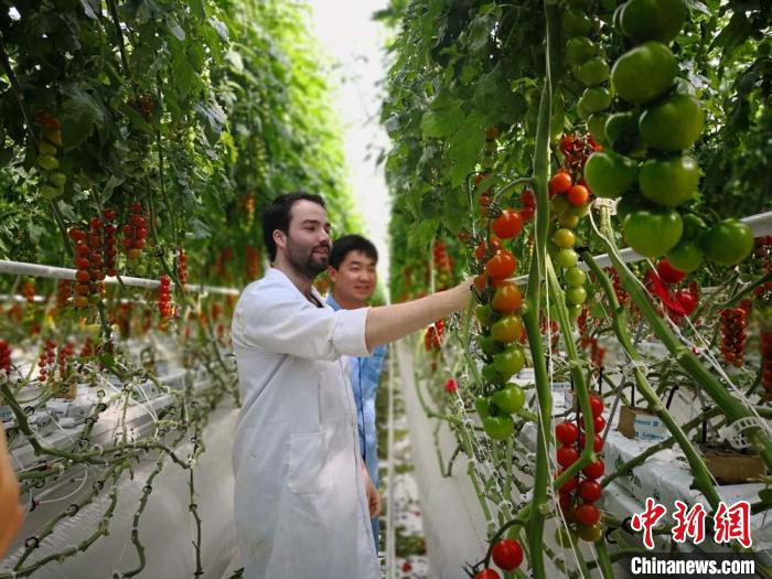 甘肅農(nóng)業(yè)“引種”解“旱愁”：振“農(nóng)芯”拓國際生意
