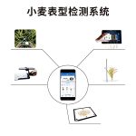 小麥表型檢測系統