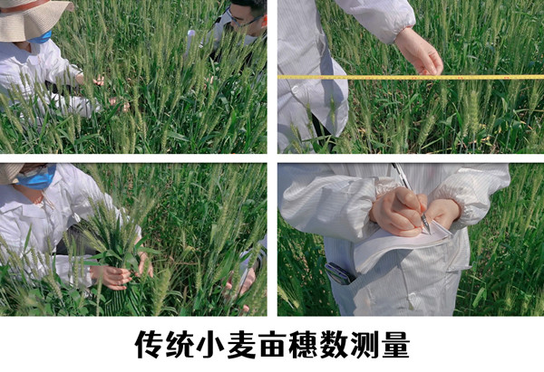 小麥畝穗數(shù)快速測(cè)量，讓科學(xué)研究更高效