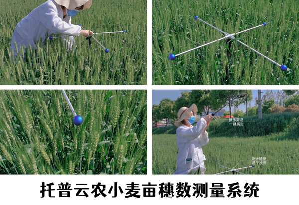 小麥畝穗數(shù)快速測(cè)量，讓科學(xué)研究更高效