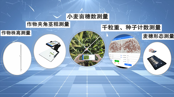 小麥畝穗數(shù)快速測(cè)量，讓科學(xué)研究更高效
