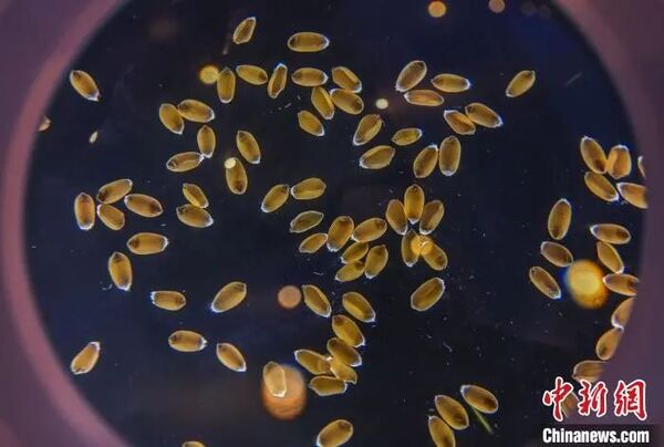 科技賦能種業(yè)“強芯”，托普云農(nóng)亮相第二屆三亞國際種業(yè)科學家大會