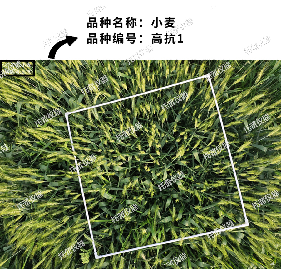 小麥畝穗數(shù)測(cè)量系統(tǒng)—快速，簡(jiǎn)單獲得小麥產(chǎn)量信息的黑科技