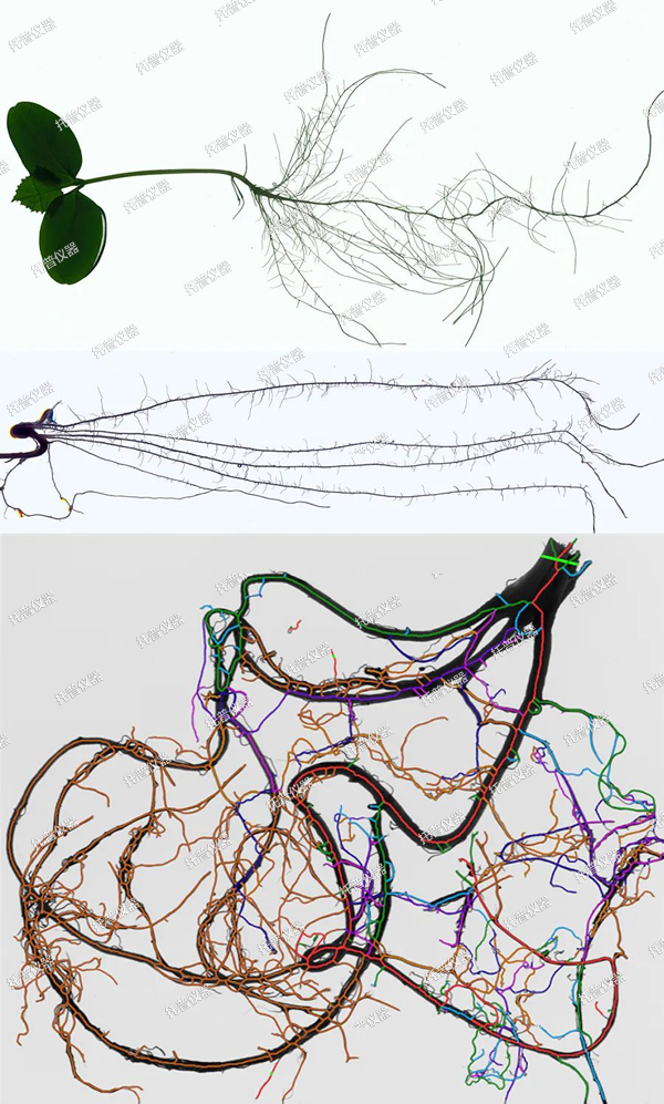 托普植物儀器四件套—您的高效科研助手！
