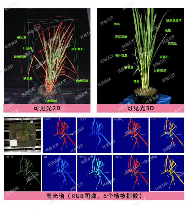 托普云農“高通量植物表型采集分析平臺”榮獲CISILE 2024 “自主創新金獎”