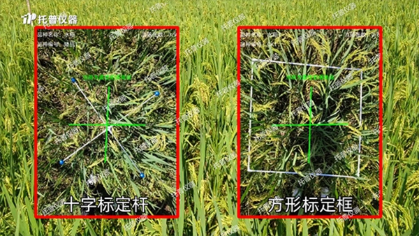 托普水稻畝穗數(shù)測(cè)量系統(tǒng)助力水稻測(cè)產(chǎn)精準(zhǔn)高效