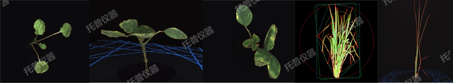 高通量逆境模擬及植物生長監測平臺