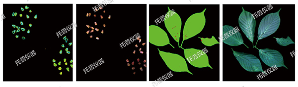 植物數(shù)字表型采集分析系統(tǒng)—高通量、高精度，植物表型測量理想之選!