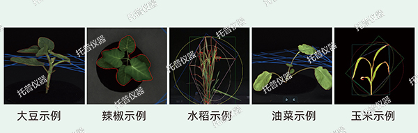 植物數(shù)字表型采集分析系統(tǒng)—高通量、高精度，植物表型測量理想之選!