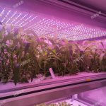 數智植物工廠