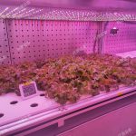 數智植物工廠