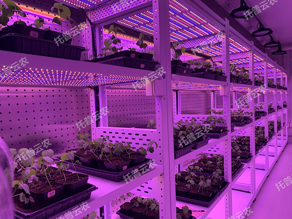 托普植物工廠(chǎng)——解鎖科研與生產(chǎn)新可能！