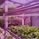 數智植物工廠