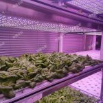 數智植物工廠