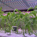 數智植物工廠