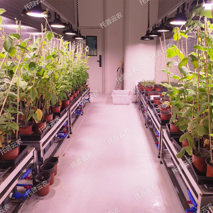 數智植物工廠解決方案