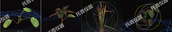 托普盆栽植物數(shù)字表型采集分析系統(tǒng)——一鍵采集，多維解析，AI 驅(qū)動農(nóng)業(yè)科研提質(zhì)增效