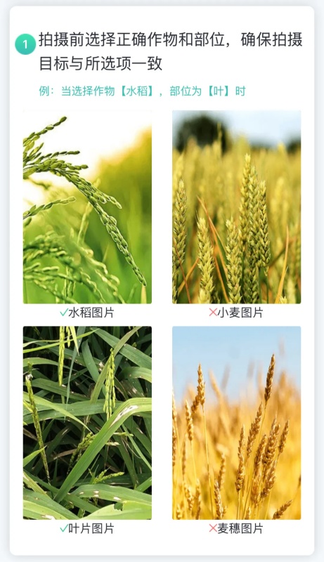 【AI+植保】1張照片抵過10年經(jīng)驗，8000余種病蟲害全曝光！